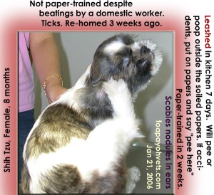 Scabies nodules in ears. 8-month-old Shih Tzu. Adopted 3 weeks ago. Scratching ears. Toa Payoh Vets.