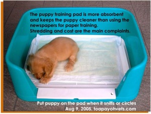 Puppy training pads are cleaner for the puppy. Toa Payoh Vets.