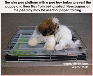 An alternative to papers on flooring + 4 fences in house-training the new puppy. Toa Payoh Vets 