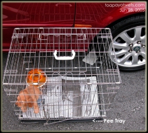 Wire crate and pee pan for toilet training. Toa Payoh Vets