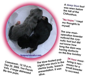 A blue foot seen. Professional breeder rushed for Caesarean. Puppy OK.  Toa Payoh Vets