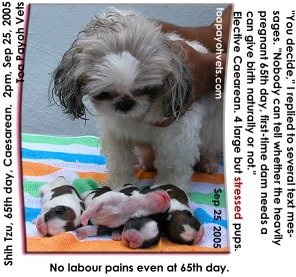 65 days. No labour pains. Shih Tzu's first pregnancy. Thin walls of uterine body. Caesarean. 4 vigorous pups. Toa Payoh Vets.