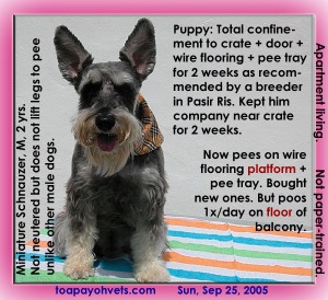 Platform wire flooring + pee tray for peeing. Floor tiles for poo. 2 years old Miniature Schnauzer. Toa Payoh Vets. 