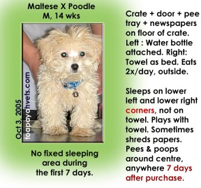 Housbreaking MalteseXPoodle during 7 days after purchase can be difficult. Observe his routine.