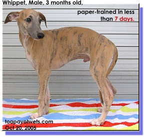 Whippet paper-trained in less than 7 days. How the owner did it?