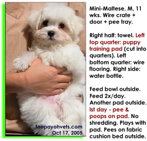 Puppy training pad has urine smell to attract Mini-Maltese on day 1. Successful. Toa Payoh Vets