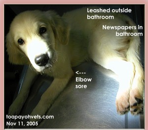 Pinkish, itchy elbows and paws - Leashed to bathroom Golden Retriever. Toa Payoh Vets