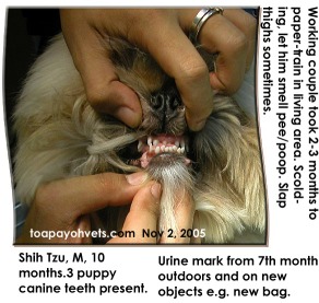 Shih Tzu with 3 retained canine teeth blocking permanent teeth growth. Toa Payoh Vets