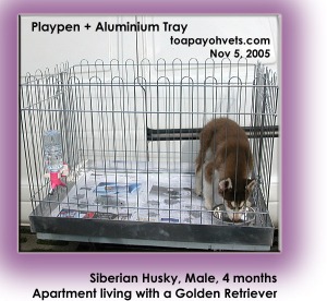 The playpen is the most common "crate" used in Singapore, for new puppies. Toa Payoh Vets