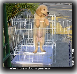 Bigger breeds like the Golden Retriever may not be confined in this wire crate. Toa Payoh Vets 