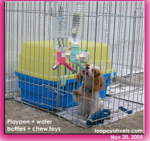 Water bottles for toilet-training of a Cavalier King Charles Spaniel Puppy. Toa Payoh Vets