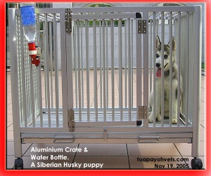 Aluminium crates for larger breeds. A handsome Siberian Husky puppy much loved by a family with a teenaged girl. Toa Payoh Vets