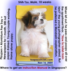 No time or know-how to paper-train the Shih Tzu. Toa Payoh Vets.  