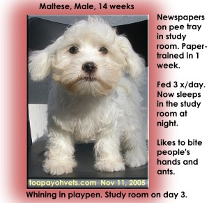 Maltese paper-trained in study room in 1 week using pee tray. Toa Payoh Vets