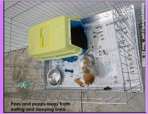 Puppies want to pee and poop away from the feeding area and not step on stools. Change papers frequently. Toa Payoh Vets.