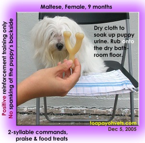 Maltese. Housebreaking aid & her urine on DRY bathroom floor. Toa Payoh Vets