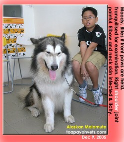 The gentle Alaskan Malamute needed to be tranquilised to diagnose right shoulder pain. Toa Payoh Vets