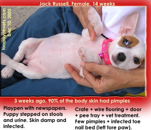 Toe nail bed infection (left front paw, Digit 5), Jack Russell puppy. Toa Payoh Vets.