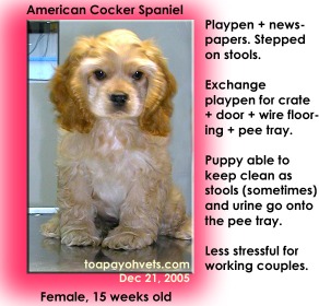 For busy working couples, a crate + wire flooring is better than a playpen. Toa Payoh Vets. American Cocker Spaniel.