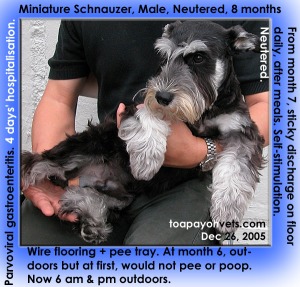 Miniature Schnauzer after neutering. Self stimulation from month 7. Toa Payoh Vets 