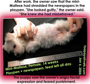 The mini-Maltese does not remember shredding papers. She was frightened of being punished by the owner. Toa Payoh Vets