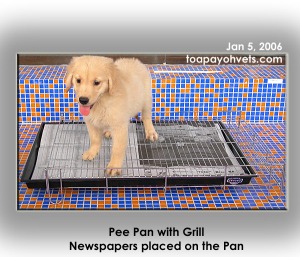 Grate + Pee Pan method of toilet training usually applies to small breeds. Toa Payoh Vets