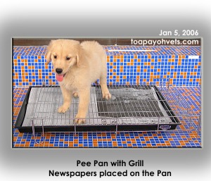 Pee Pan & grill for the toilet training of puppies in Singapore.