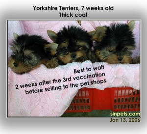 Yorkshire Terriers after lst vaccination at week 6. Toa Payoh Vets