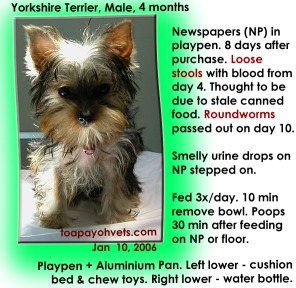 Yorkshire Terrier. 4 months. 2 roundworms passed out 10 days after purchase. Toa Payoh Vets.