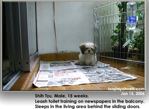 Leash toilet training of a Shih Tzu in a Singapore balcony apartment. Toa Payoh Vets 