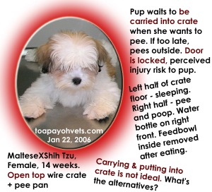 MalteseXShihTzu carried to pee. Toa Payoh Vets