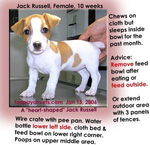 The feed bowl is the bed for this "heart-shaped" Jack Russell in a wire crate with pee pan. Toa Payoh Vets