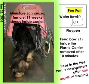 Playpen enclosed carrier and pee pan. Carrier is den. Puppy has to use pee pan in this case. Toa Payoh Vets.