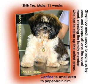 Male Shih Tzu puppy not restricted to a small area, hard to paper-train him. Toa Payoh Vets