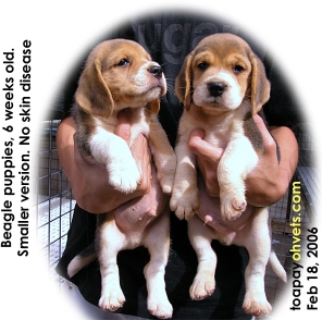 Smaller version of champion-line Beagles  - excellent skin condition. Toa Payoh Vets. 