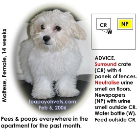 14-week-old Maltese thinks the whole apartment is her toilet, not her den. Toa Payoh Vets