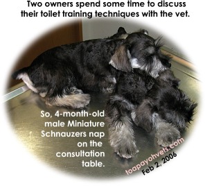 Bathroom - toilet-training 2 male Miniature Schnauzers. Toa Payoh Vets