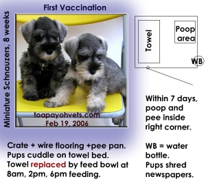 2 Miniature Schnauzers use crate as toilet, within 7 days. Toa Payoh Vets 