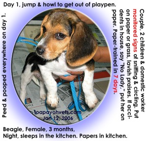 Hawk-like watch for signs and praises. Beagle Paper-trained in 7 days. Toa Payoh Vets.