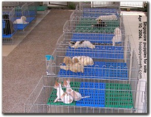 An excellent set up of infrastructure for selling puppies in Singapore. Toa Payoh Vets 