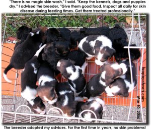 It is not so easy to produce a 15 puppies with no ringworm or scabies skin problems. Toa Payoh Vets