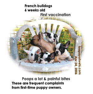 Healthy French Bulldogs at breeder's kennels, Singapore. First vaccination. Toa Payoh Vets. 