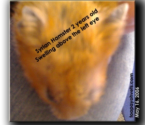Supra-orbital swelling in left eye, 2-year-old Syrian hamster 7 days after antibiotics. Toa Payoh Vets