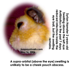 Supra-orbital swelling in left eye, 2-year-old Syrian hamster 7 days after antibiotics. Toa Payoh Vets