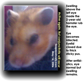 Supra-orbital swelling in left eye, 2-year-old Syrian hamster 7 days after antibiotics. Toa Payoh Vets