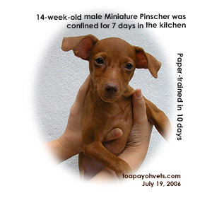Miniature Pinscher, 14 weeks, male, paper-trained in 10 days. Toa Payoh Vets
