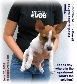 3-month-old Jack Russell coughs daily but normal appetite. Poops anywhere. Toa Payoh Vets