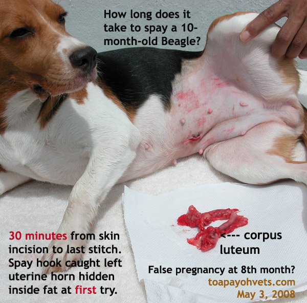 Female Dog Spayed