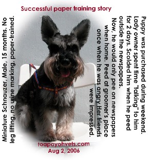 Male Miniature Schnauzer, no urine marking, leg lifting, 15 months old. Toa Payoh Vets