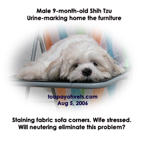 Best to neuter at 6 months of age or at first signs, to prevent urine marking. Toa Payoh Vets. 